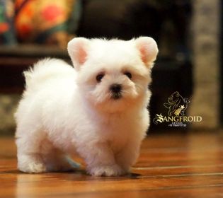 Toy breed